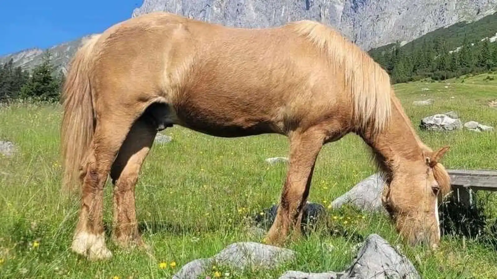 Flóka saknað og grunur um þjófnað - Vísir