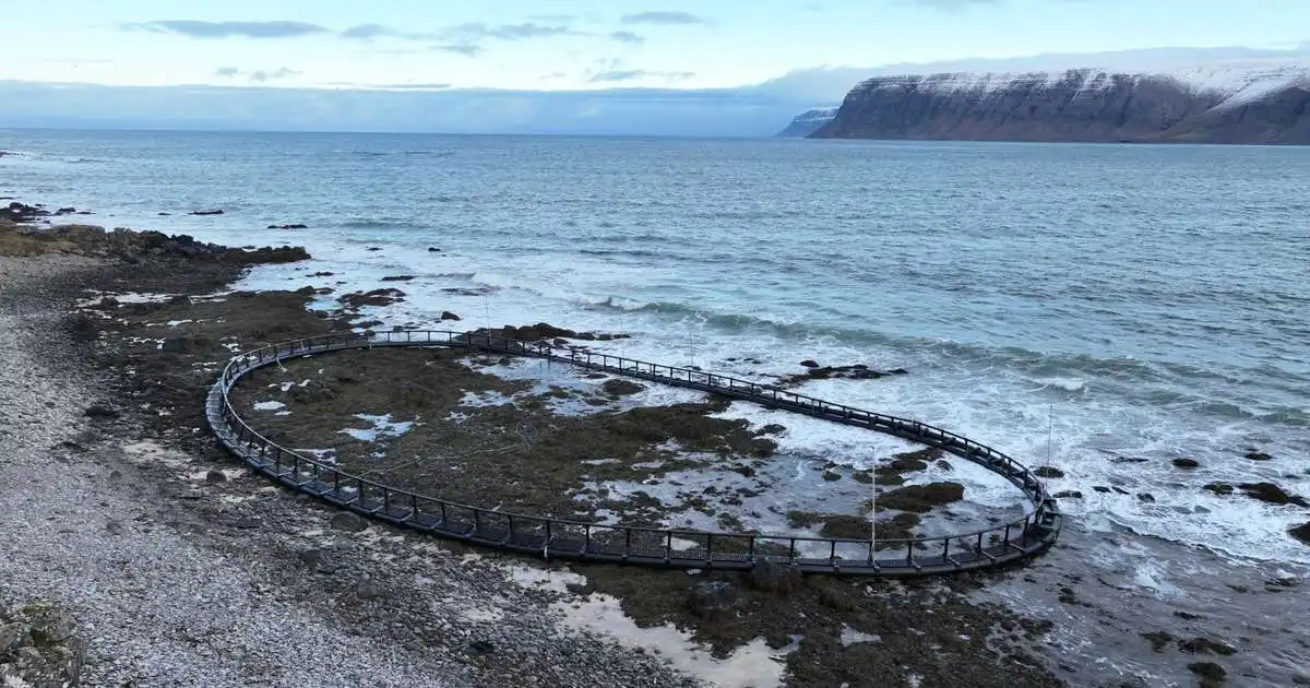 Flothringur af sjókví slitnaði frá og fór aftur að reka um Patreksfjörð