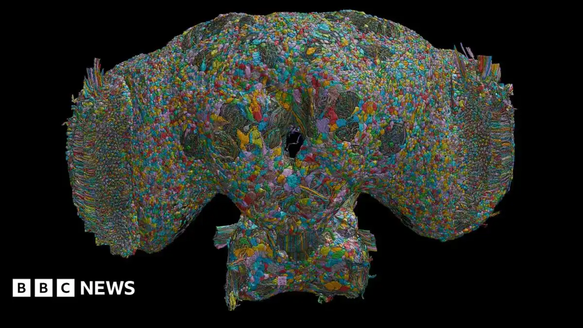 Fly brain wiring map may hold clues for autism and schizophrenia
