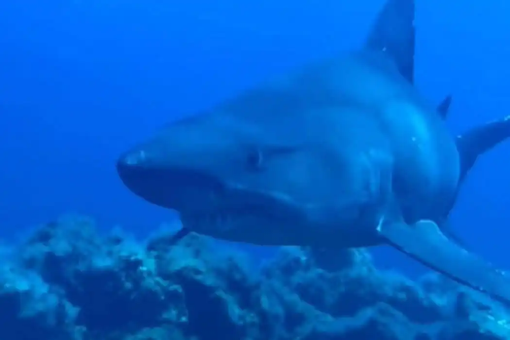 Four-metre shark surprises divers in shallow waters off the Canary Islands