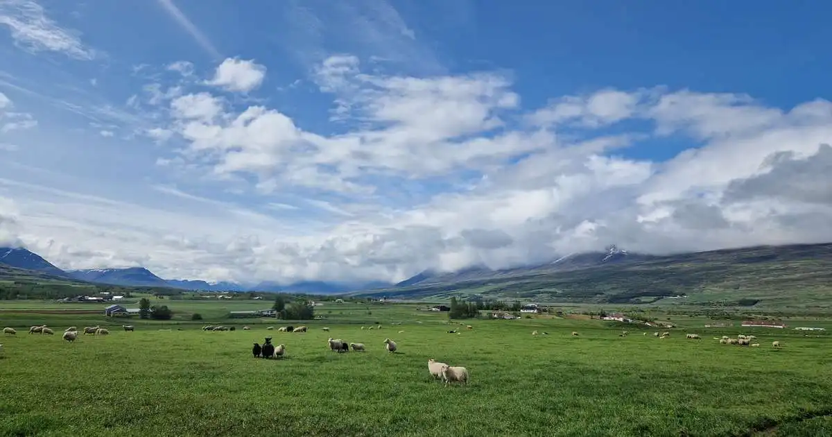 Framleiðsluvirði landbúnaðar 100 milljarðar í fyrra