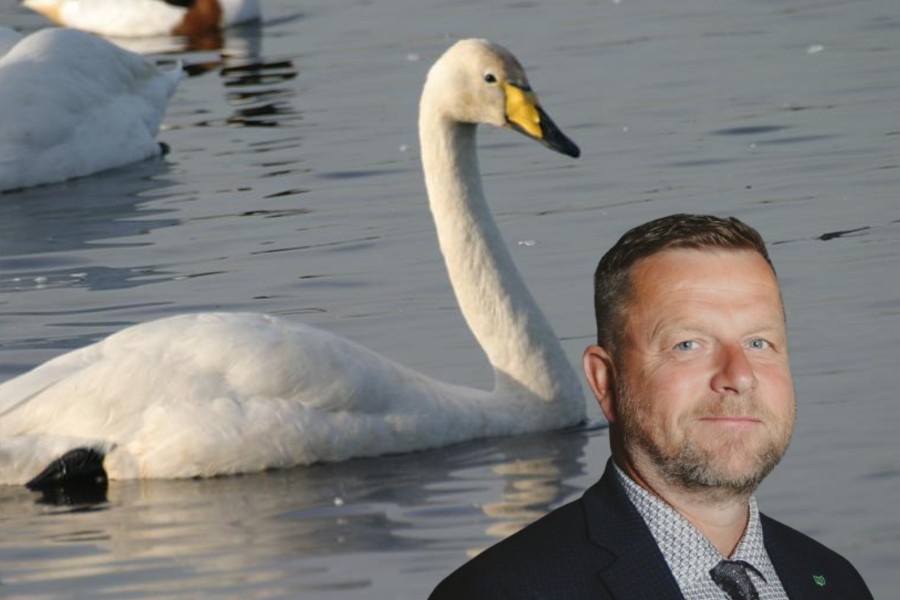 Framsóknarmenn vilja að leyft verði að skjóta álftir – „Við óbreytt ástand verður ekki unað“