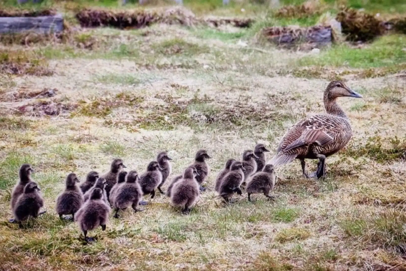 Fuglar og menn heillaði áhorfendur í Finnlandi - MBL.IS
