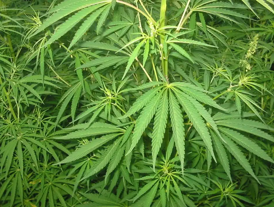 Fundu kannabisræktun í Bolungarvík