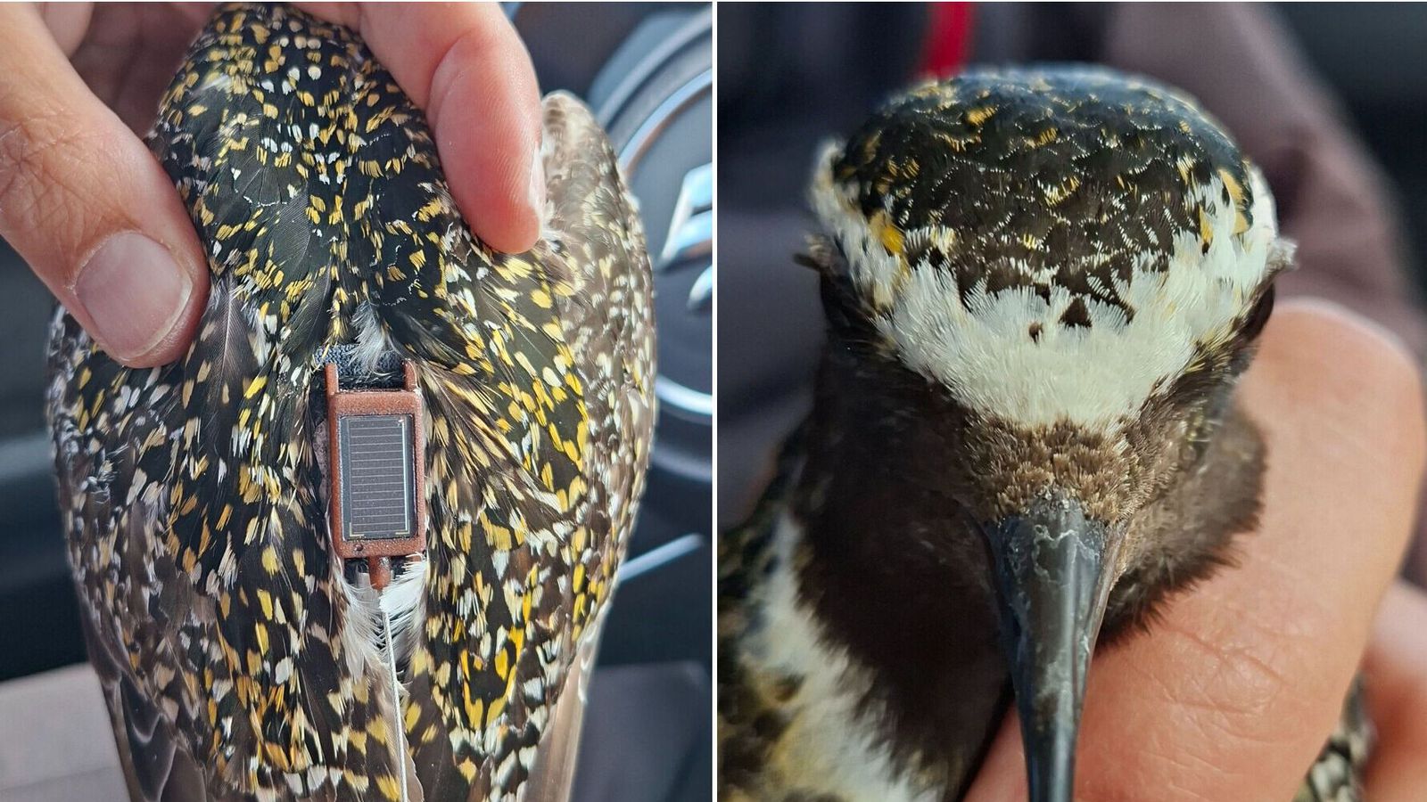 Fyrstu ís­lensku GPS-heiðlóurnar komnar heim - Vísir