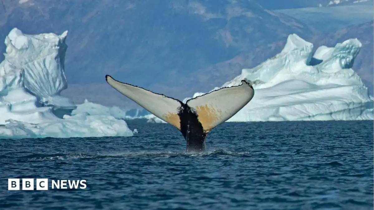 Giant whales move into Greenland waters as ice disappears