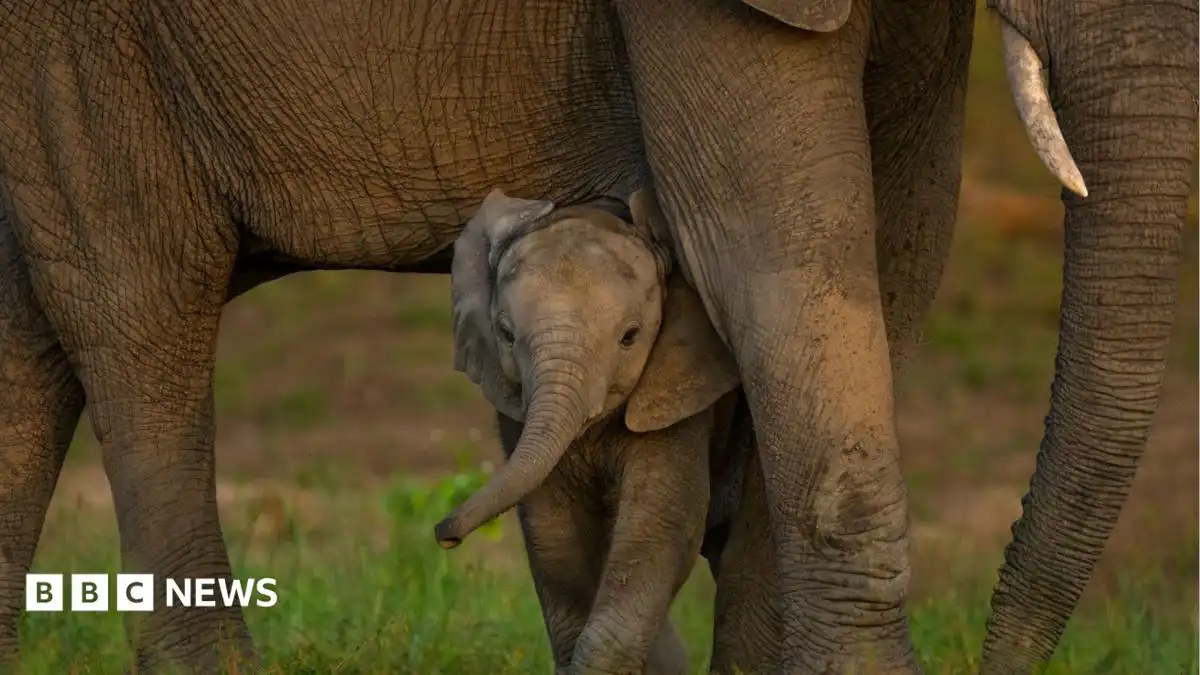 Global nature talks reach deal but money remains an issue
