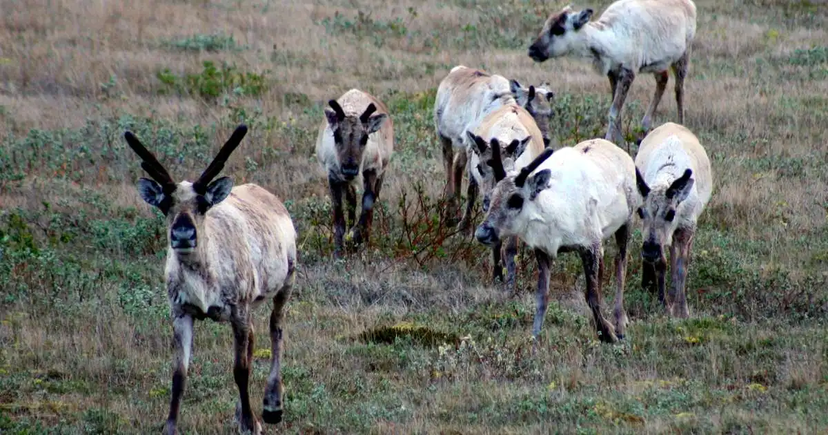 Gripinn við hreindýraveiðar án leiðsögumanns