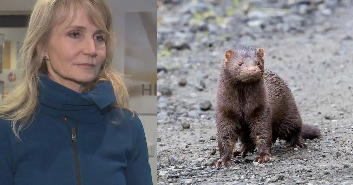 Grunur um að fjöldi minka hafi ekki fundist