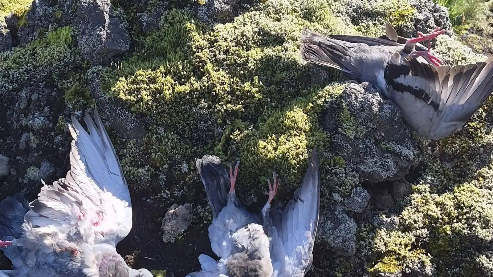 Hafa skotið um hundrað bjargdúfur í Vest­manna­eyjum - Vísir