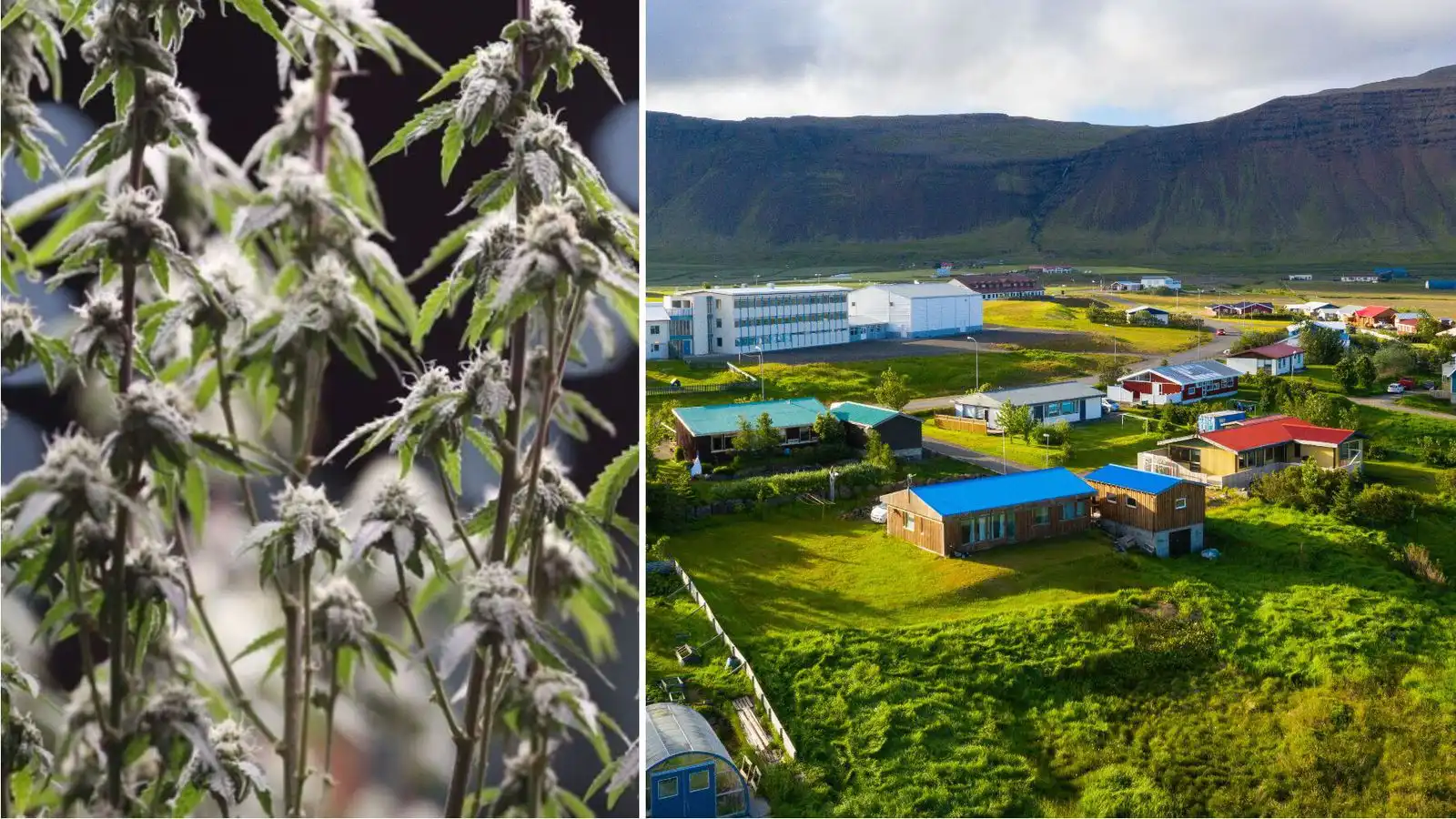 Hálft ár fyrir ræktun á þriðja hundrað kannabisplantna - Vísir