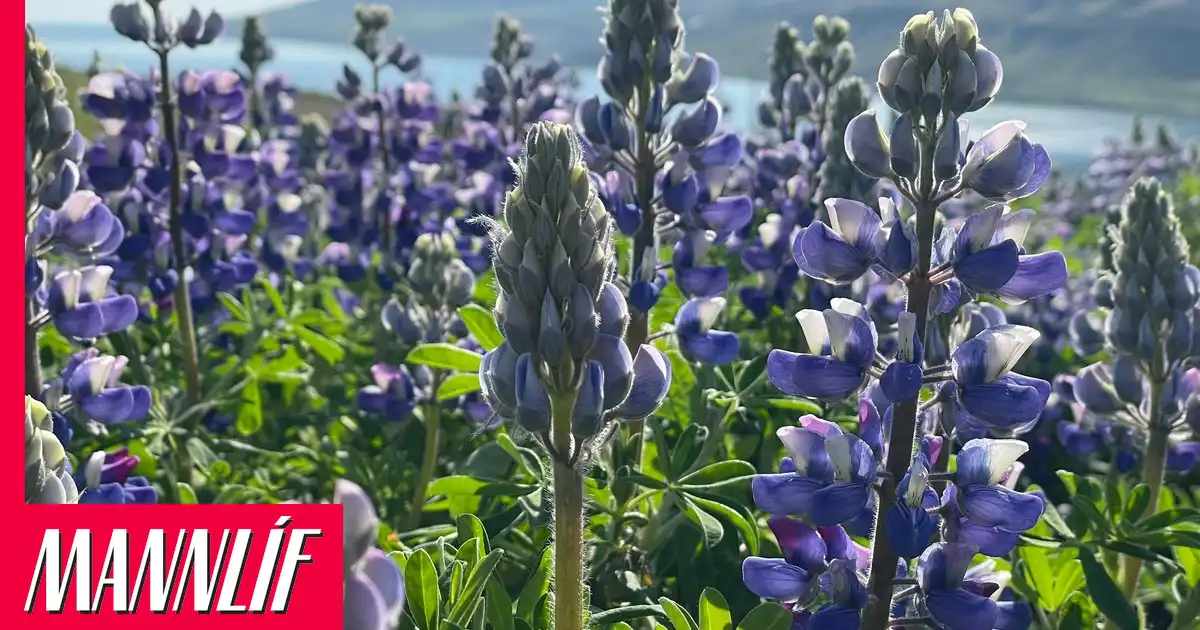 Hér verður besta veðrið um verslunarmannahelgina