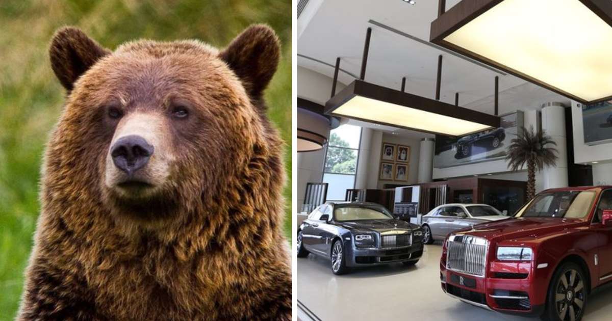 Hlutu dóm fyrir sviðsetta árás á lúxusbíla íklæddir bjarnarbúning