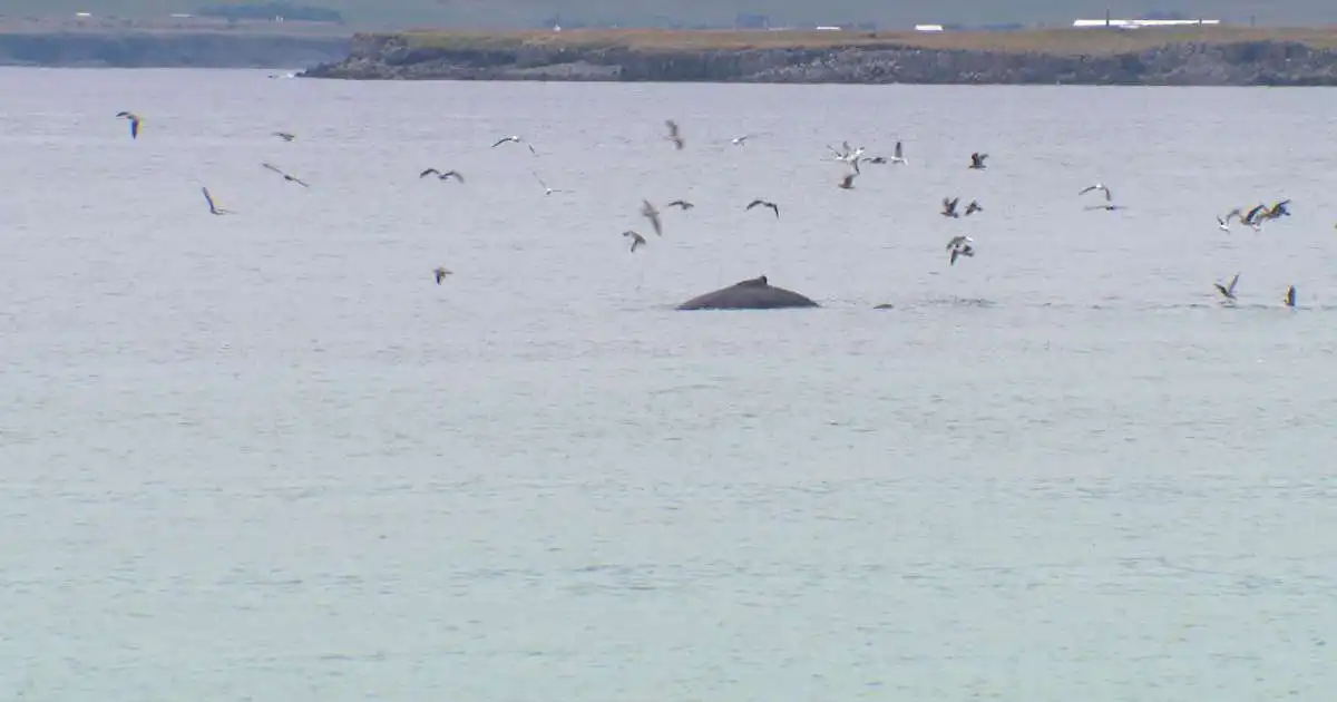Hnúfubakur stal senunni við Sólfarið