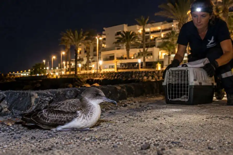 Hotels asked to dim lights to help save young seabirds in Fuerteventura