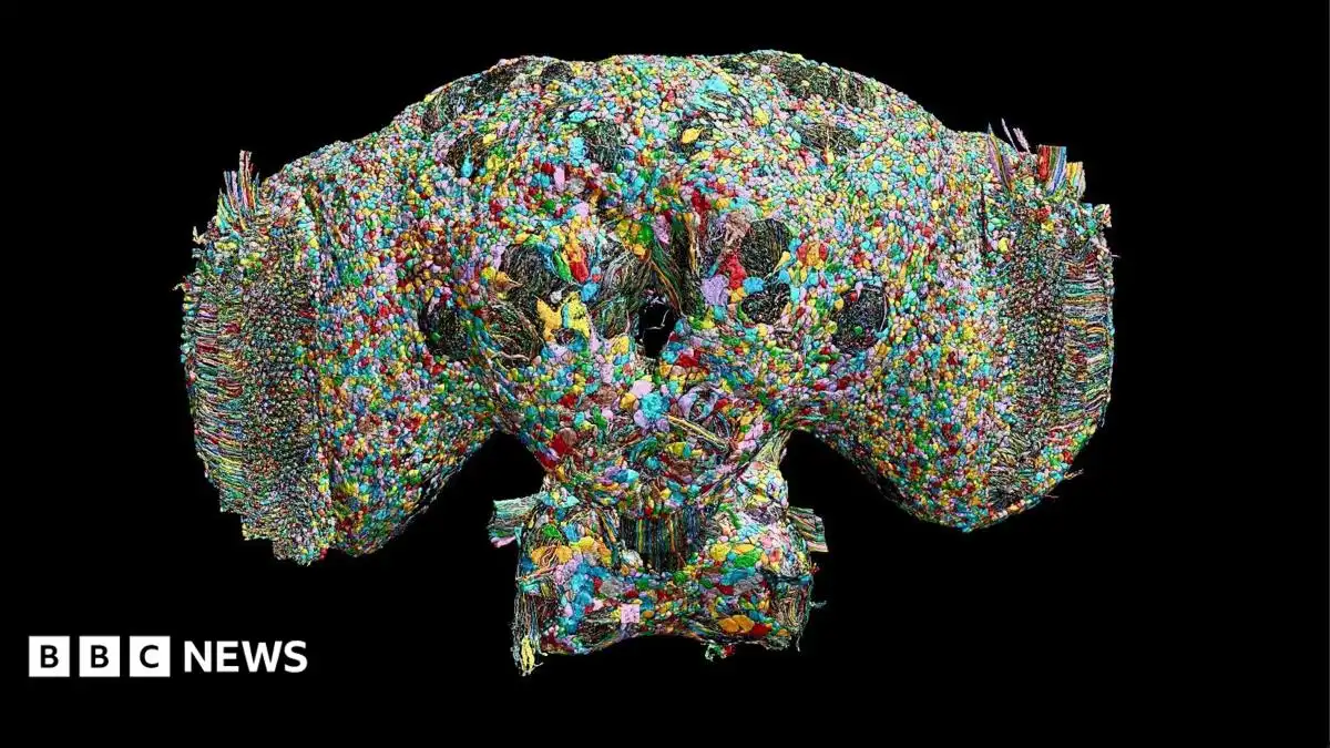 How a fly brain may help explain the secrets of human behaviour