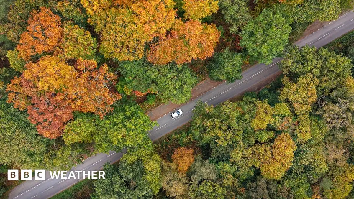 How the UK's hottest summer has affected autumn leaves