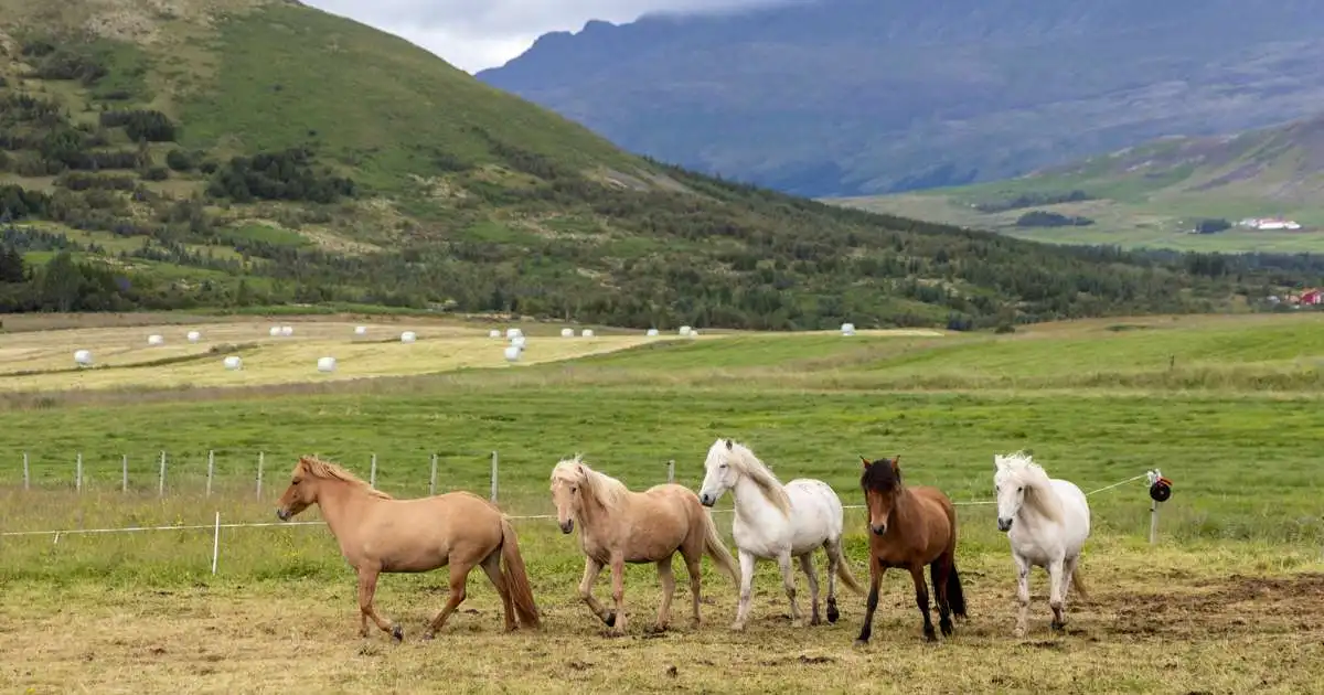Hross veiktust á Norðurlandamóti íslenska hestsins í Svíþjóð