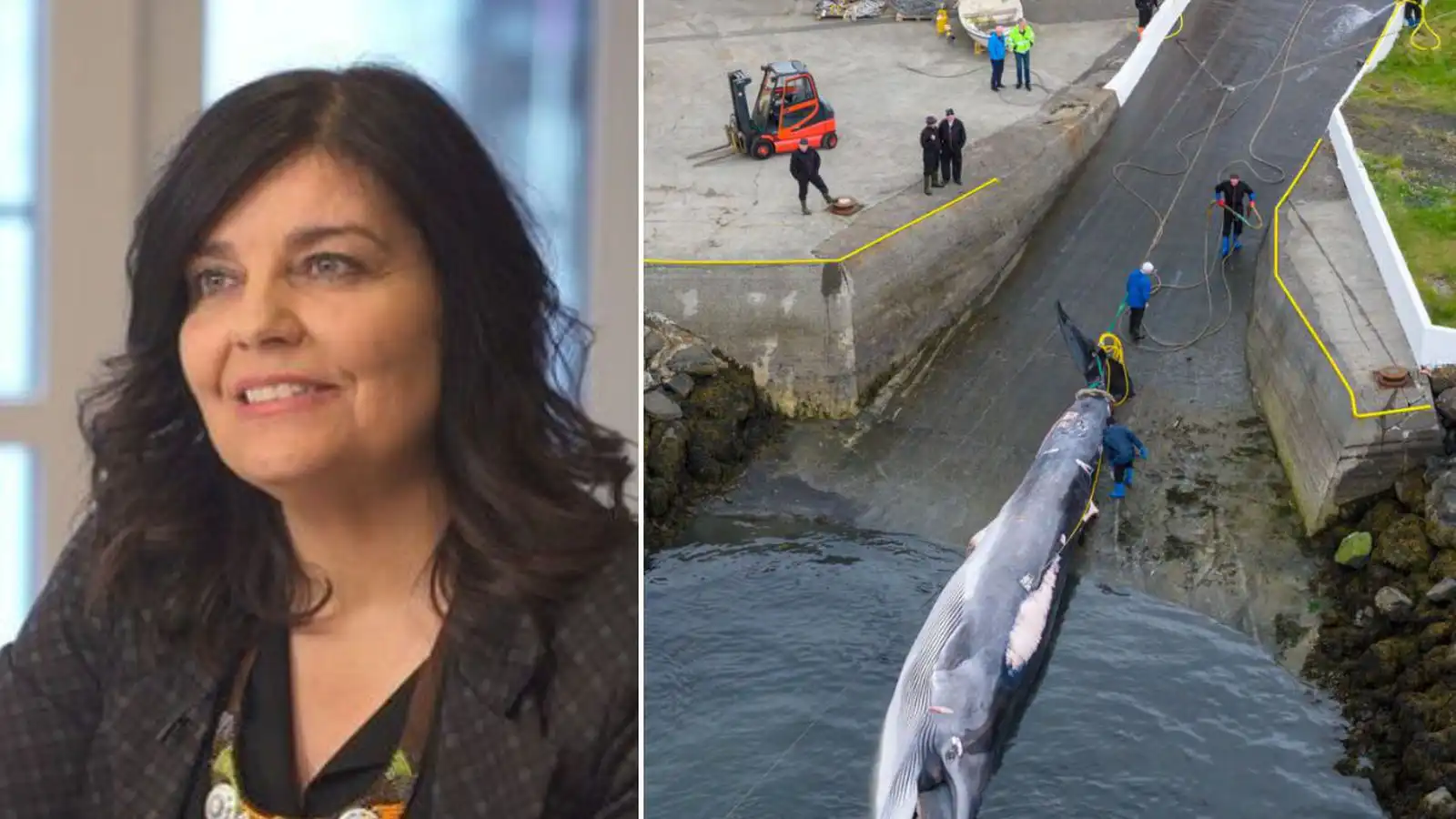Hug­myndin góð enda hval­kjöt mun járnríkara en nauta­kjöt - Vísir