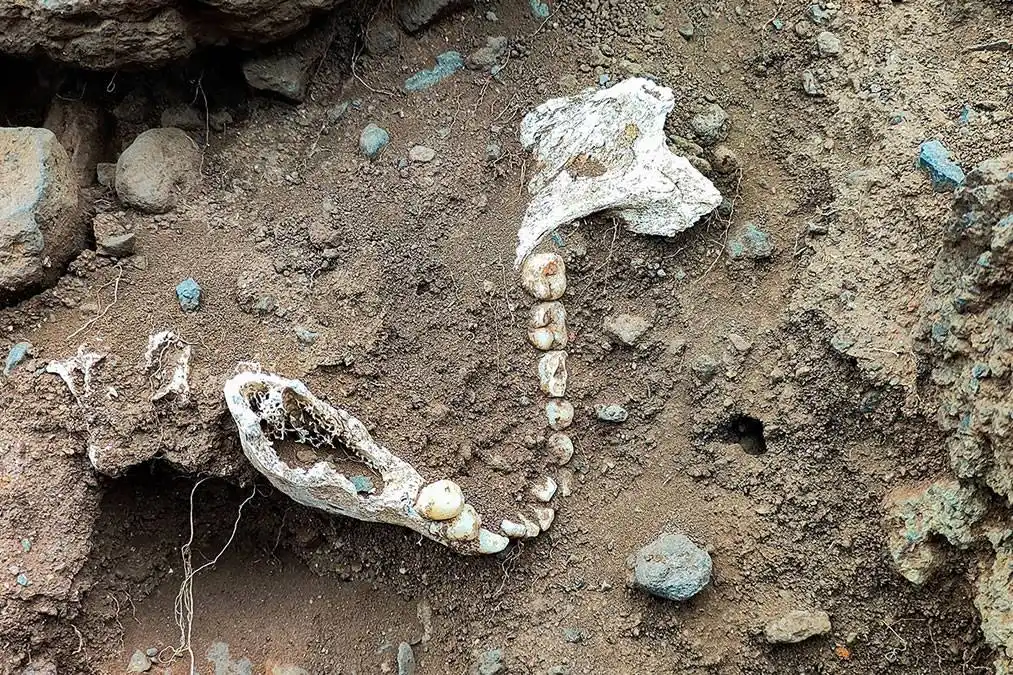Human skeleton found partially buried on the coast of Tenerife
