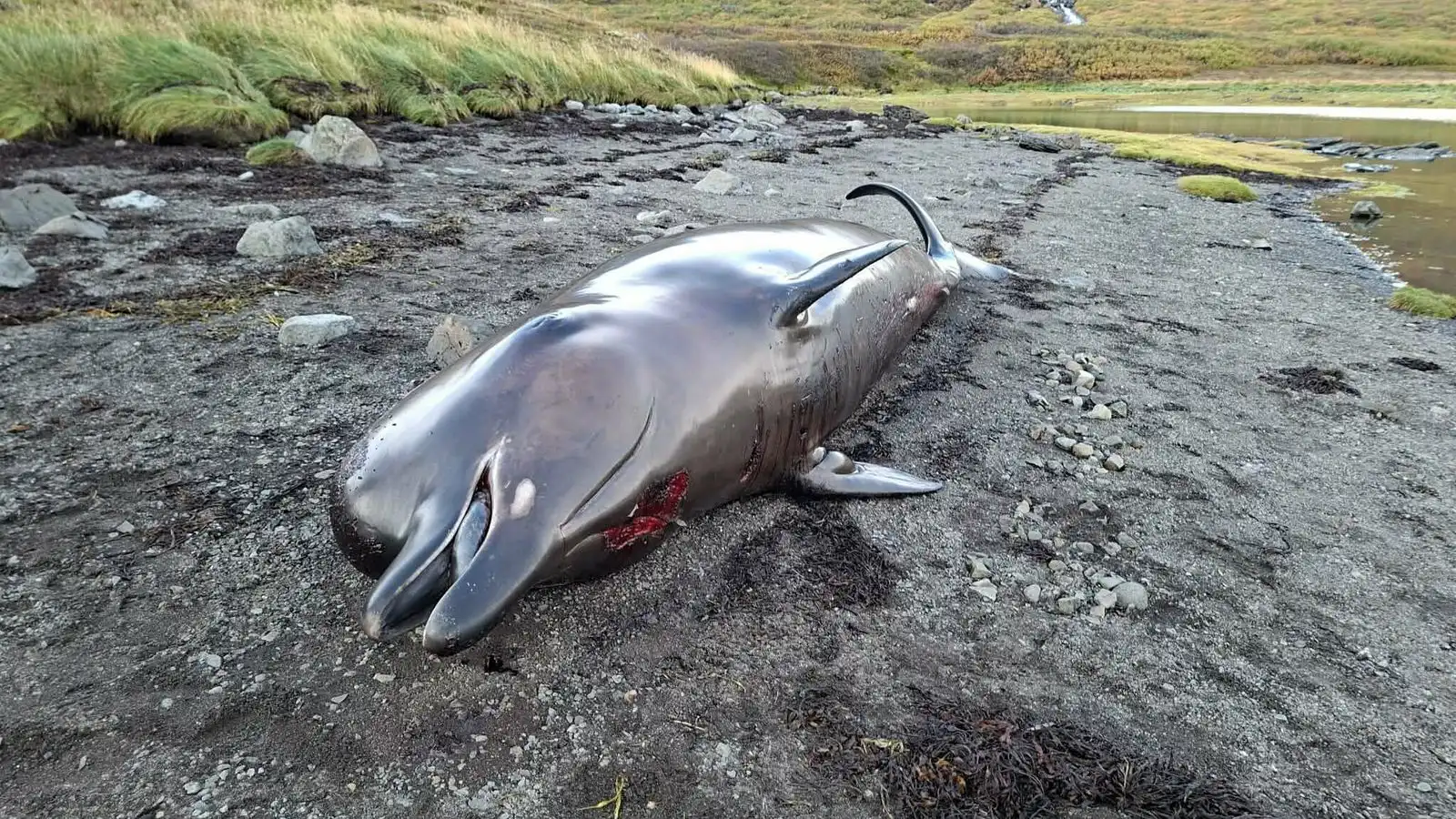 Hval rak á land í Kjálkafirði á Barða­strönd - Vísir