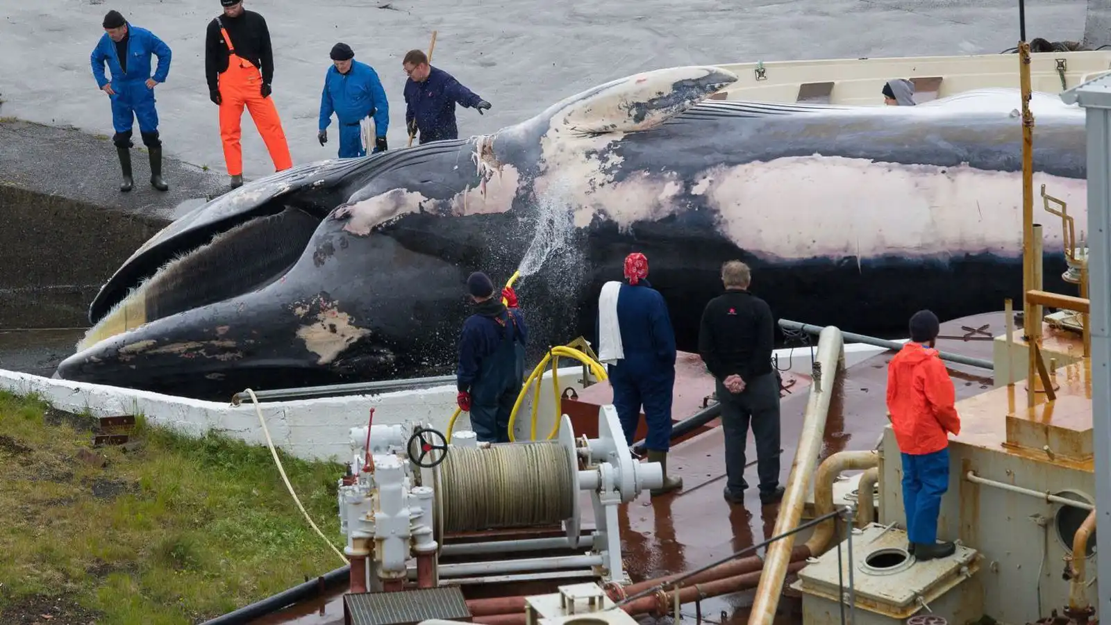 Hvalveiðibátarnir haldnir til veiða - Vísir