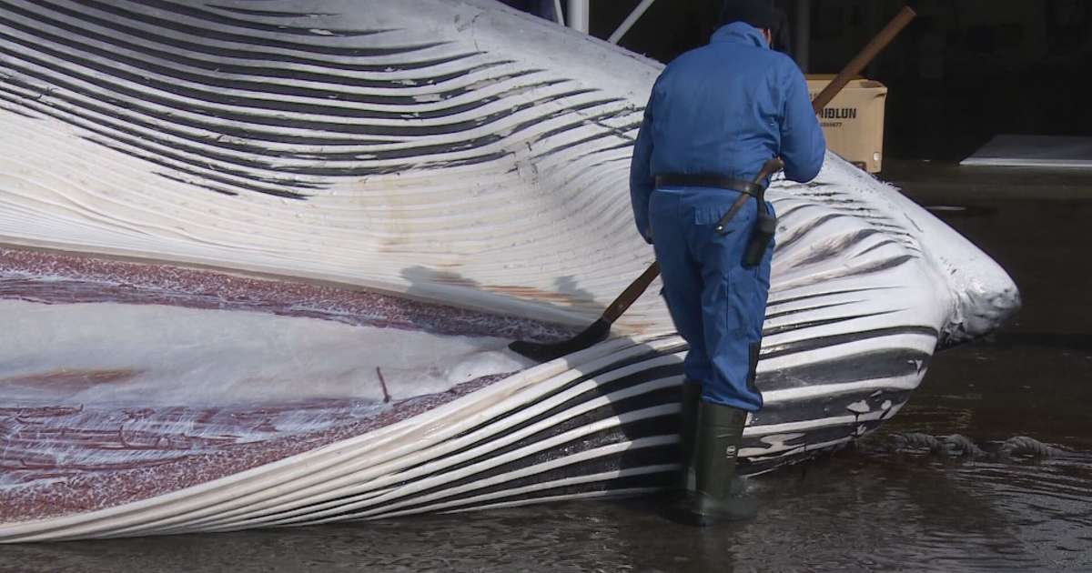 Hvalveiðiráðgjöf lækkuð um fimmtung