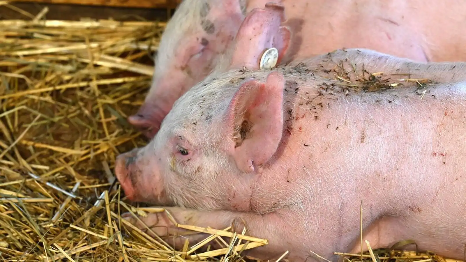 Inn­brot og skemmdar­verk hjá Stjörnugrís og dýrum sleppt - Vísir