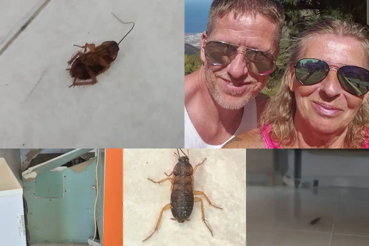 Íslendingar flúðu kakkalakkagreni á vinsælum stað á Tenerife – „Þetta var iðandi skordýrapleis“ - Sjáðu myndböndin