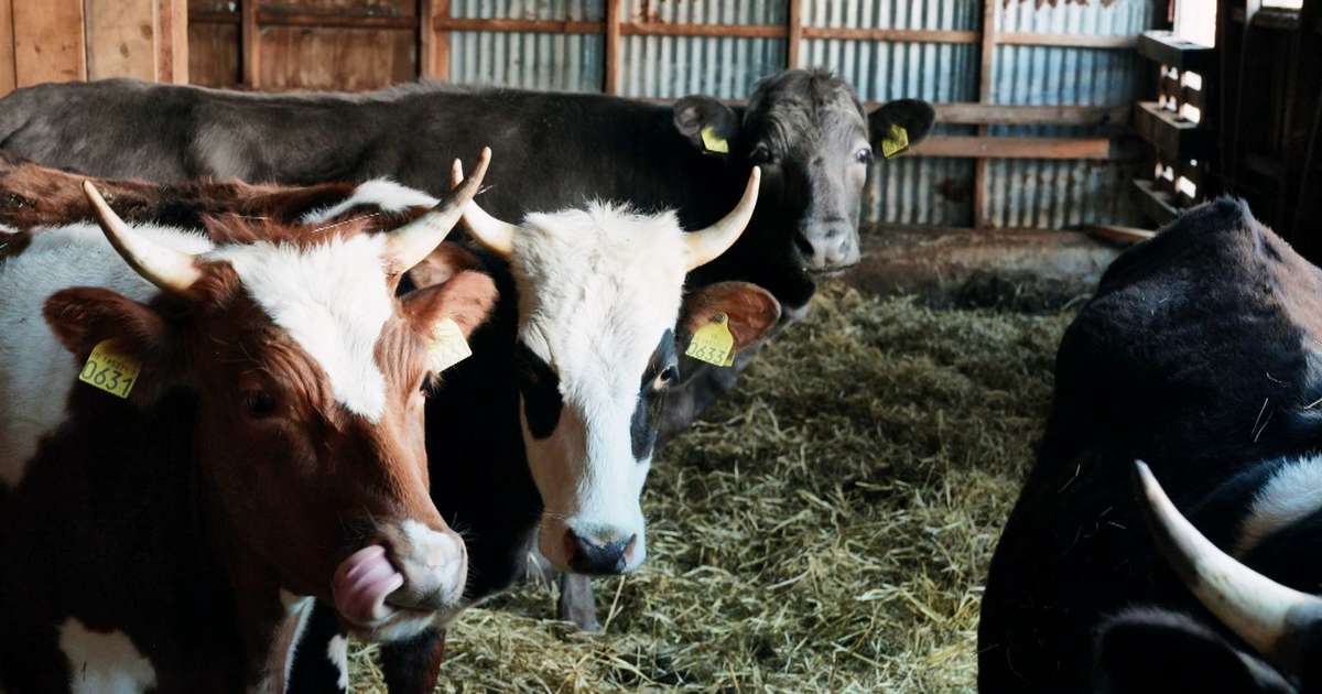 Íslenskar kýr í bandarískri stórmynd