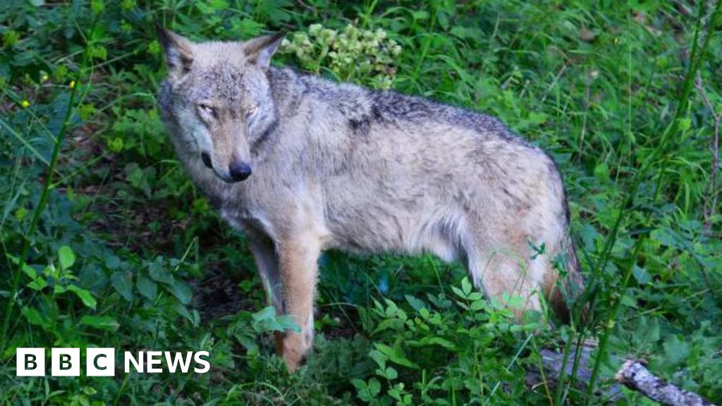 Italy: Poisoning suspected in deaths of 18 wolves in national park