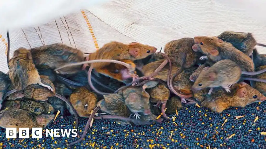 'It's like a decaying body': Australia farmers battle mouse plague