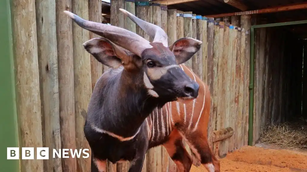 Kenya welcomes four critically endangered mountain bongos from Czech Republic