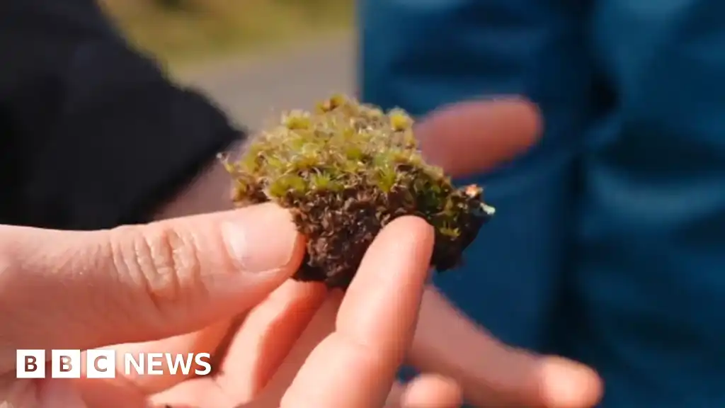 Killer fungus discovered that destroys UK invasive plant