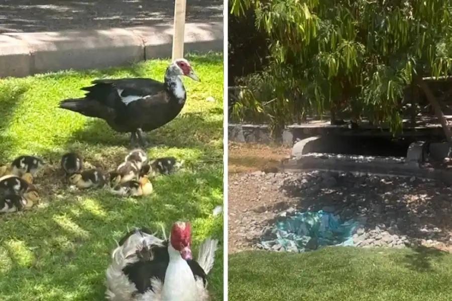 Kind-hearted residents keep ducks in Maspalomas hydrated during heatwave