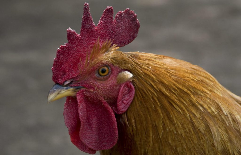 Kjúklingaskítsfýla veldur Skagamönnum óþægindum – „Íbúar eiga ekki að þurfa að sætta sig við þetta. Punktur“ - DV