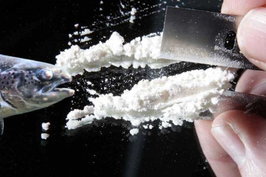 Kókaín í vötnum hefur áhrif á hegðun villtra laxa - DV