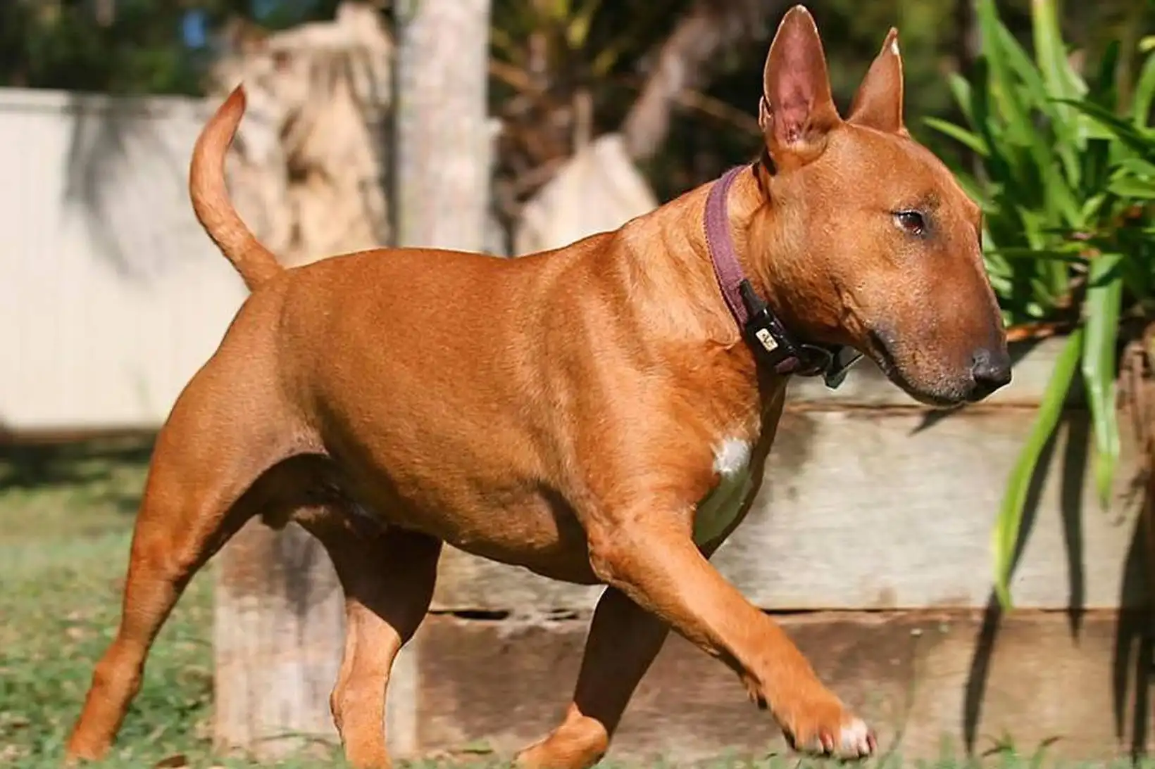 Komust hjá aflífun hunds - MBL.IS