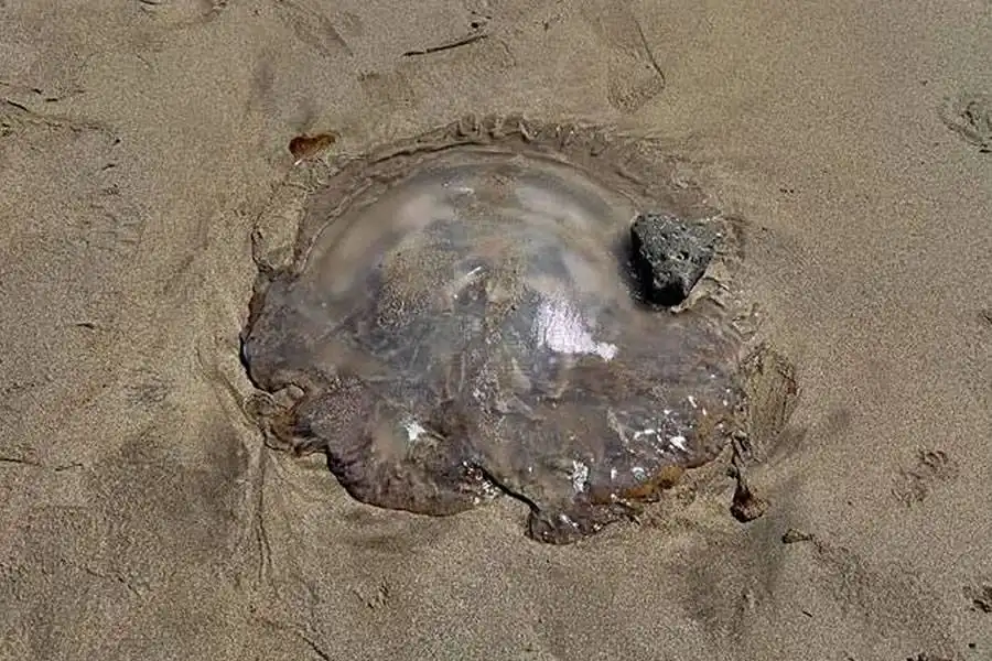 Large 50cm jellyfish washes up on popular beach in Lanzarote