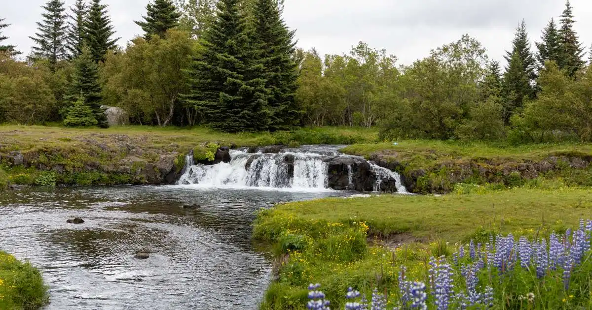Laxveiðisumarið lofar góðu í Elliðaánum