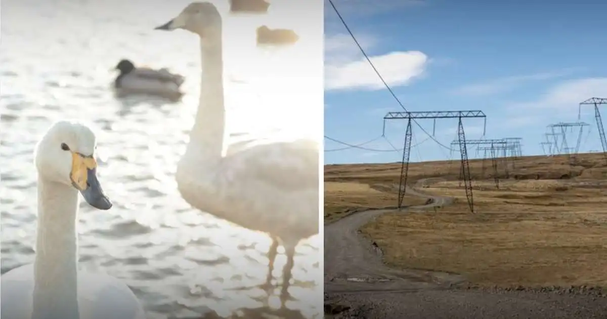 Leggja línur í jörð vegna áflugs á rafmagnslínur