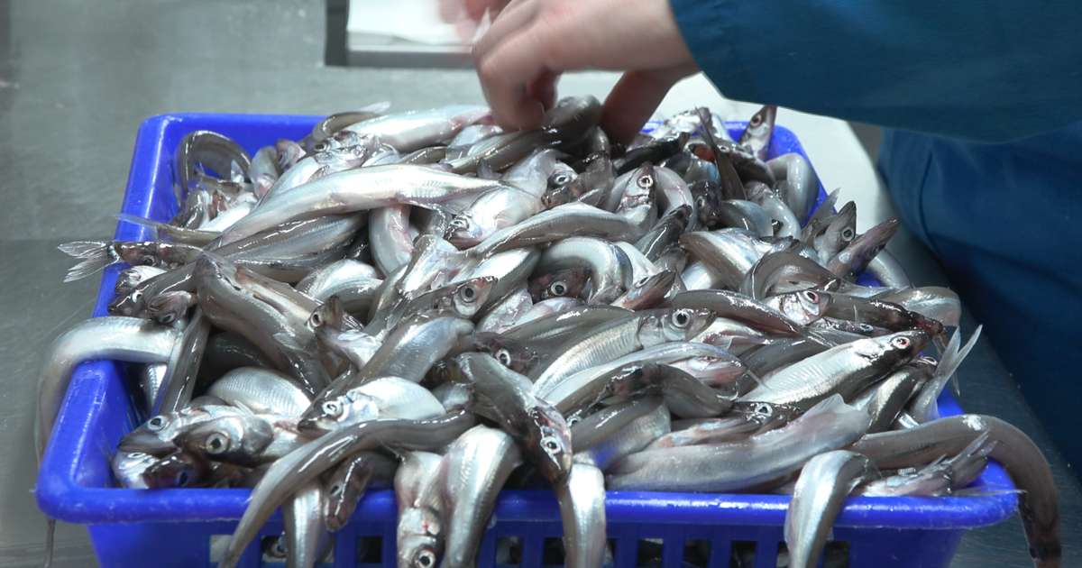 Loðnan þrefalt ódýrari á Íslandi en í Færeyjum