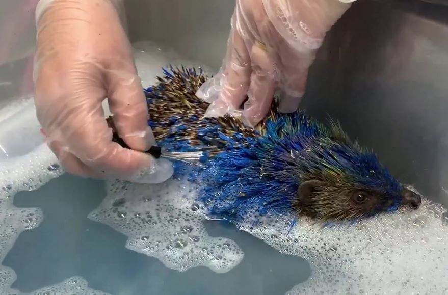 Lögregla handtók fjóra eftir viðurstyggilegt dýraníð – Broddgöltur málaður eins og Sonic og drapst