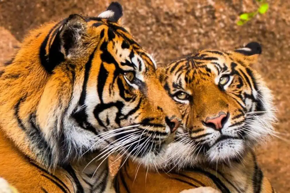 Loro Parque welcomes critically endangered Sumatran Tigers to Conservation Programme