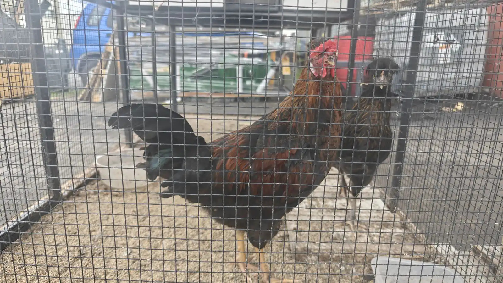 Lýsa eftir landnámshænu við KFC í Hafnar­firði - Vísir