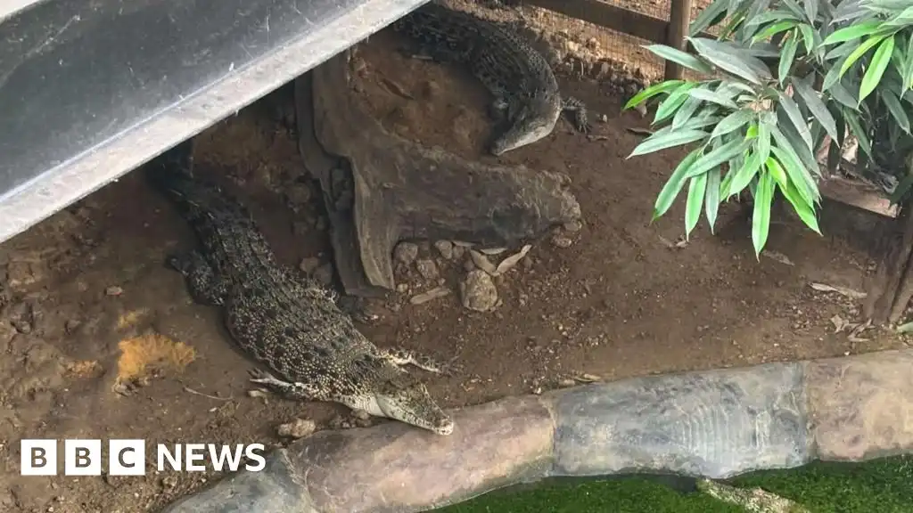 Man arrested after boy injured in zoo crocodile enclosure