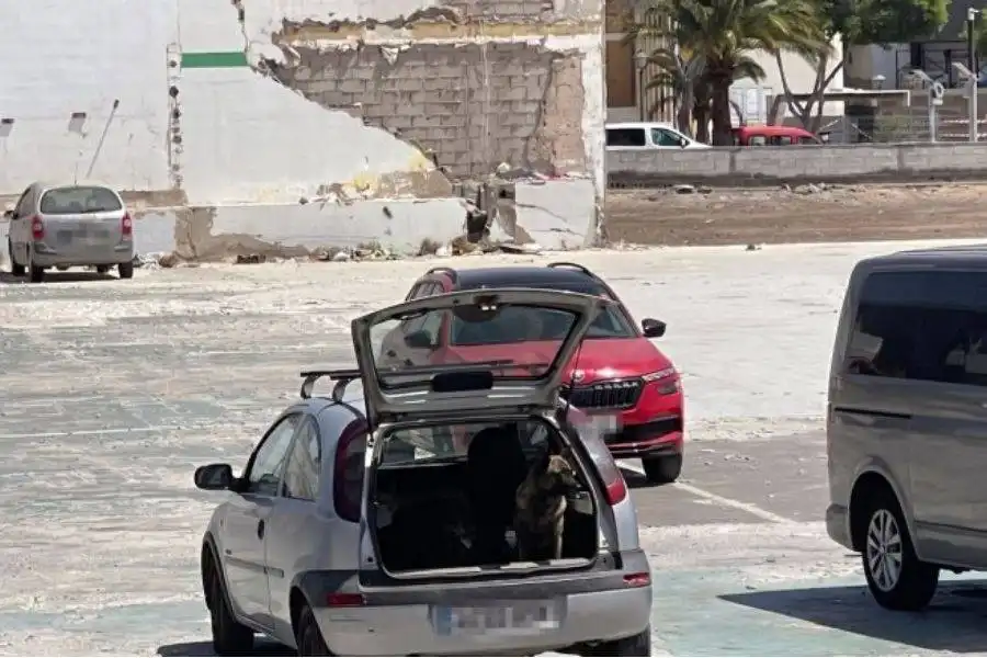 Man leaves 3 dogs in open car boot while shopping in Lanzarote