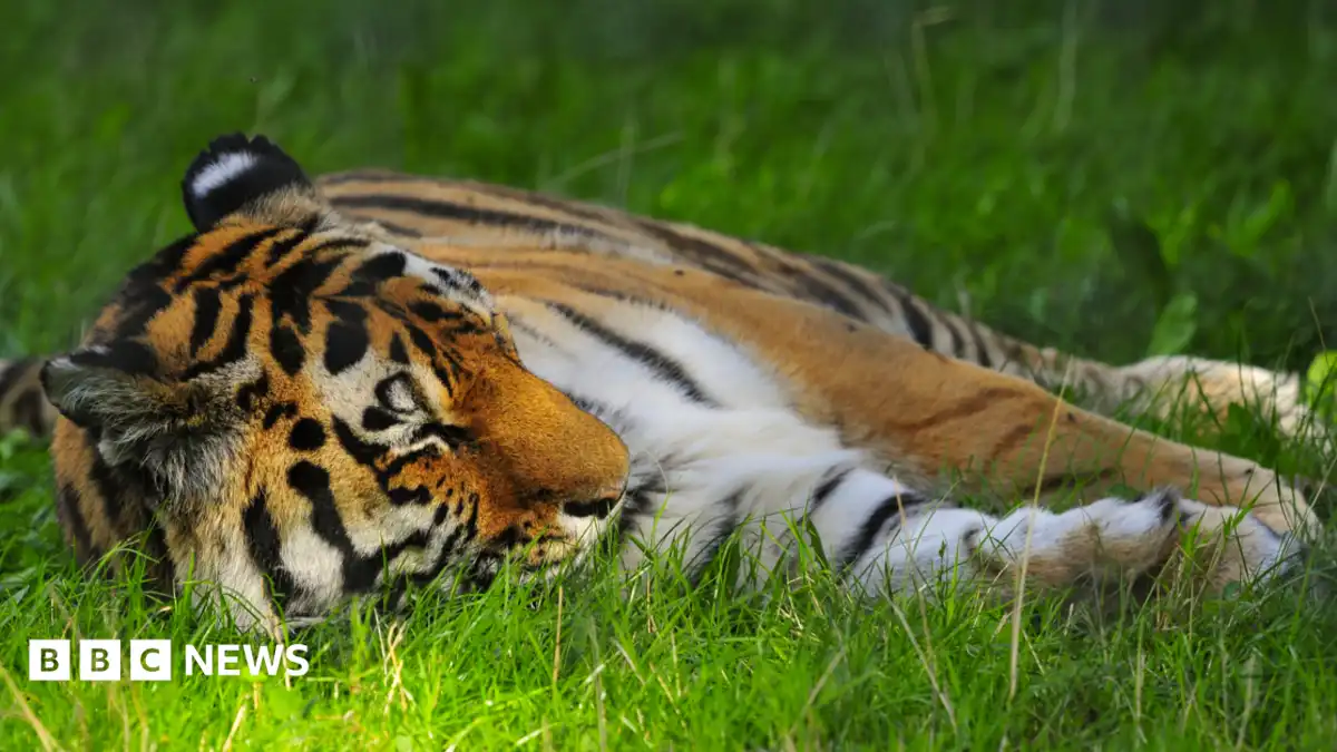 Man seriously injured in tiger attack at Yorkshire Wildlife Park