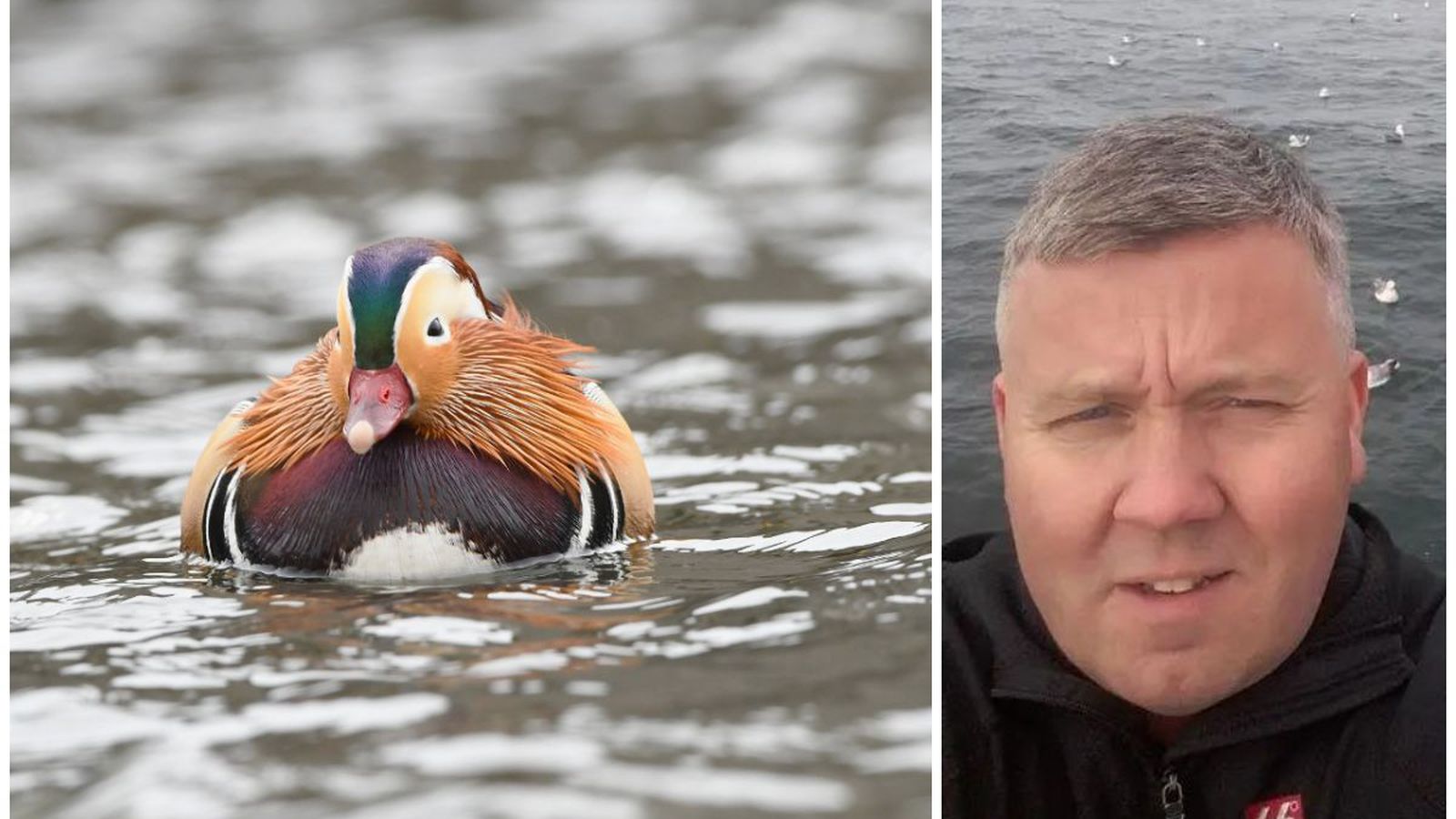 Mandarínönd heillar við Hamar­kotslæk - Vísir