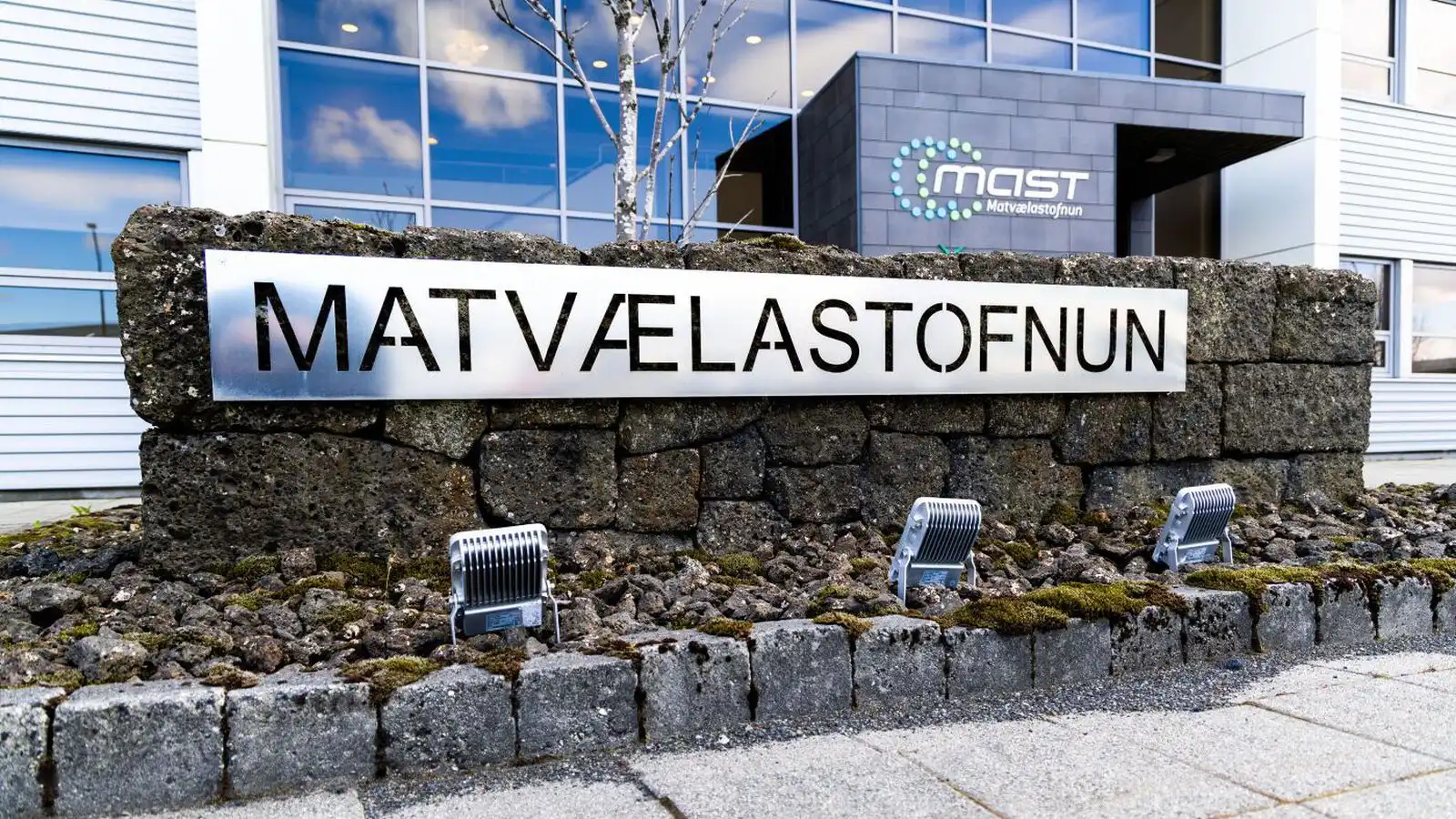 Mátti ekki binda nautin í tvo mánuði fyrir slátrun - Vísir